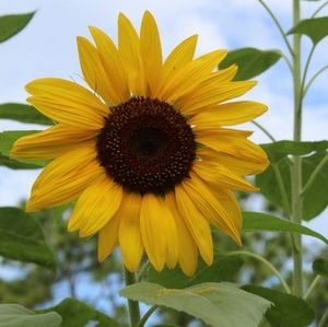 Meet your Posher, Diana